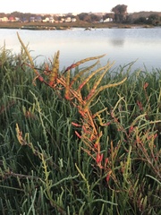 Salicornia neei