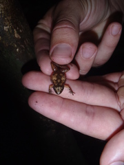 Craugastor lauraster