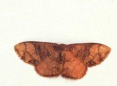 Metallaxis semipurpurascens