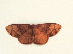 Metallaxis semipurpurascens