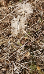Liatris squarrosa