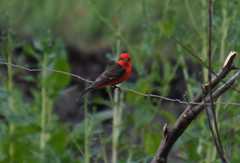 Pyrocephalus rubinus