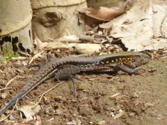Holcosus undulatus stuarti