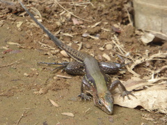 Holcosus undulatus stuarti