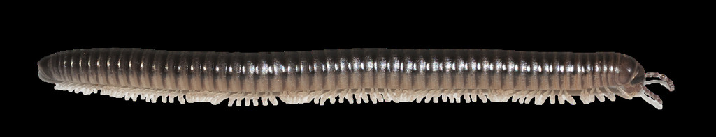 Cylindroiulus sanctimichaelis