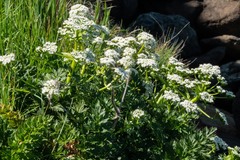 Anisotome lyallii