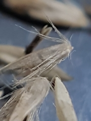 Calamagrostis stricta