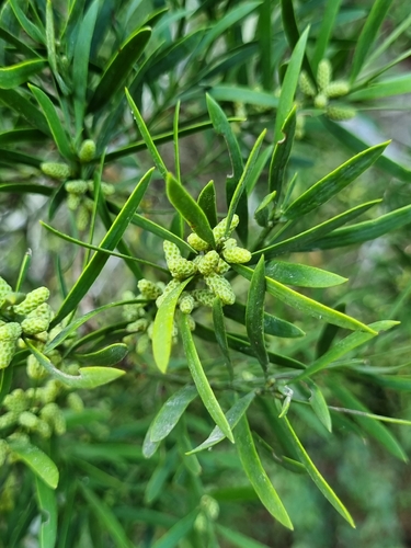Afrocarpus falcatus