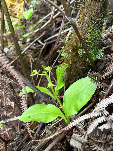 Liparis hawaiensis observed 2025-10-14