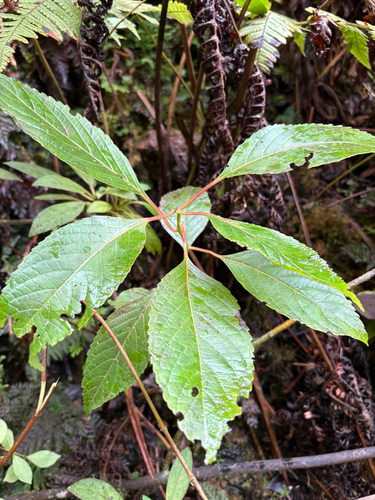 Perrottetia sandwicensis observed 2025-10-14