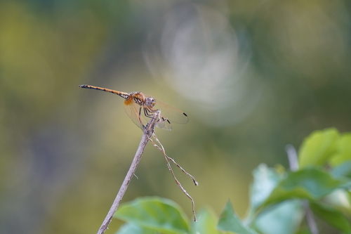 Red-veined Dropwing