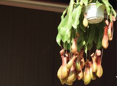 Nepenthes alata × ventricosa