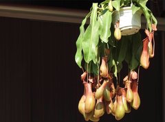 Nepenthes alata × ventricosa
