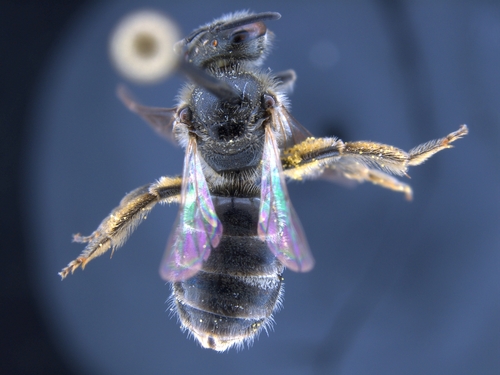 iNaturalist observation photo of Evylaeus