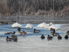 Cygnus columbianus columbianus