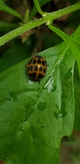 Epilachna paenulata