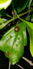 Epilachna paenulata