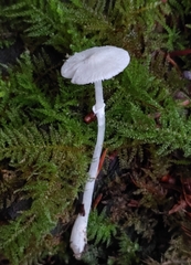Lepiota sequoiarum