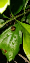 Epilachna paenulata