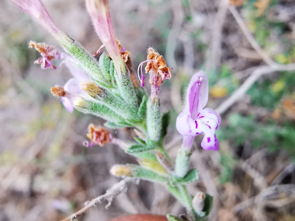 Hedeoma montana
