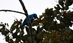 Cotinga nattererii