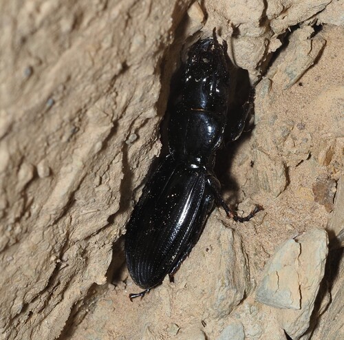 Percus strictus