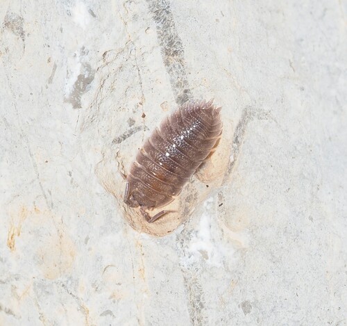 Porcellio spatulatus