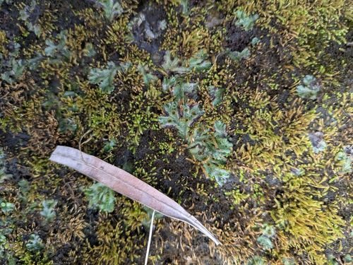 Marchantia polymorpha observed 2025-10-25