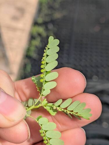 Phyllanthus amarus observed 2025-10-25