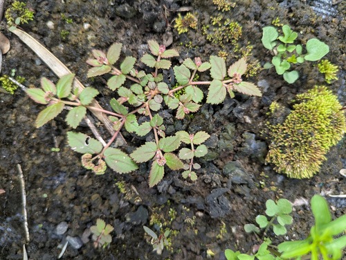 Euphorbia ophthalmica, 2025-10-25
