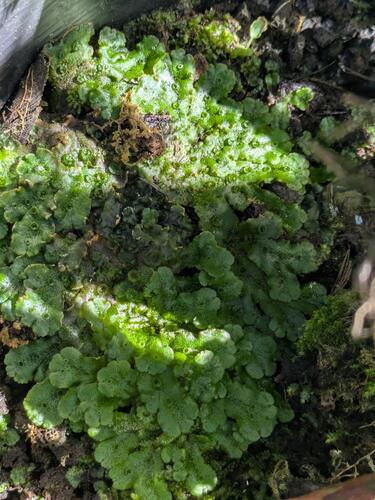 Marchantia polymorpha observed 2025-10-25