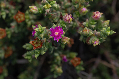 Ruschia hamata