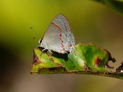 Ministrymon azia
