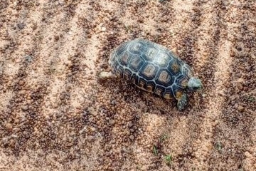 Western hinge-back tortoise