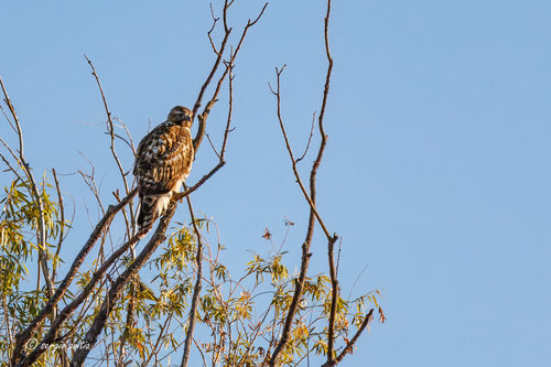 Red-shouldered Hawk