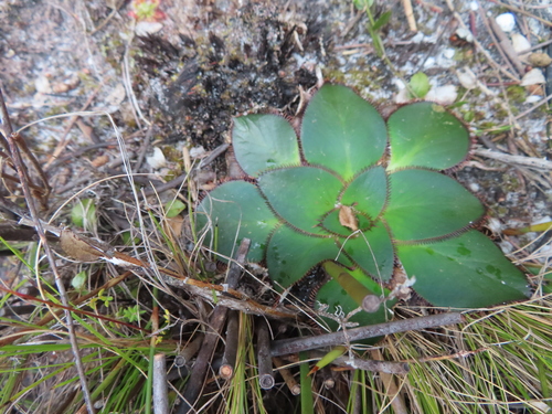 Frilly Tinderleaf (Hermas ciliata)
