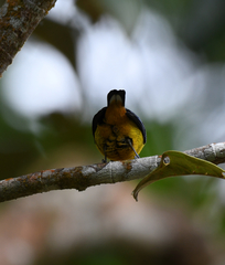 Euphonia fulvicrissa