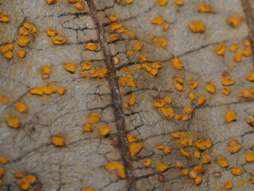 Coleosporium plumeriae observed 2025-10-26