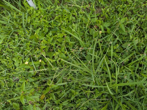 Urochloa glumaris observed 2025-10-25