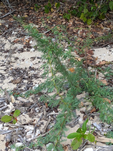 Prosopis juliflora observed 2025-10-25