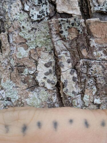 Glyphis cicatricosa observed 2025-10-26