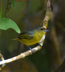 Euphonia fulvicrissa