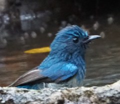 Cyornis hainanus