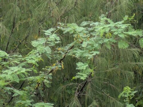 Prosopis juliflora observed 2025-10-26