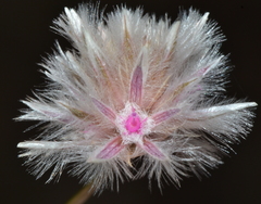 Ptilotus schwartzii
