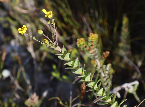 Roundleaf Boneseed (Osteospermum rotundifolium)
