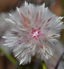 Ptilotus schwartzii