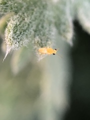 Aphelinidae