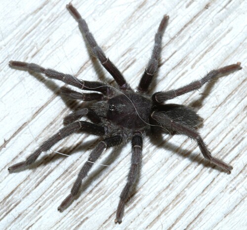 Harpactirella helenae