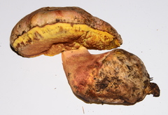 Butyriboletus querciregius